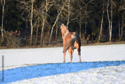 Pure Lebensfreude. Palomino galoppiert über schneebedeckte Wiese in der Wintersonne photo