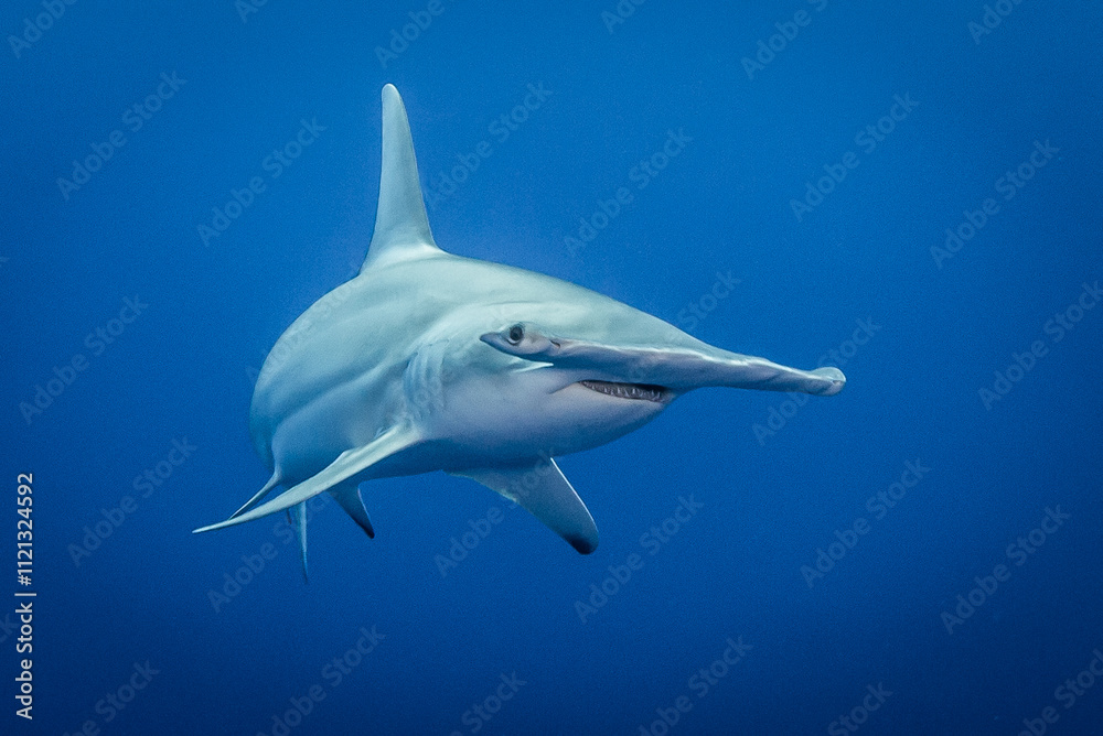Fototapeta premium Hammerhead shark, French Polynesia