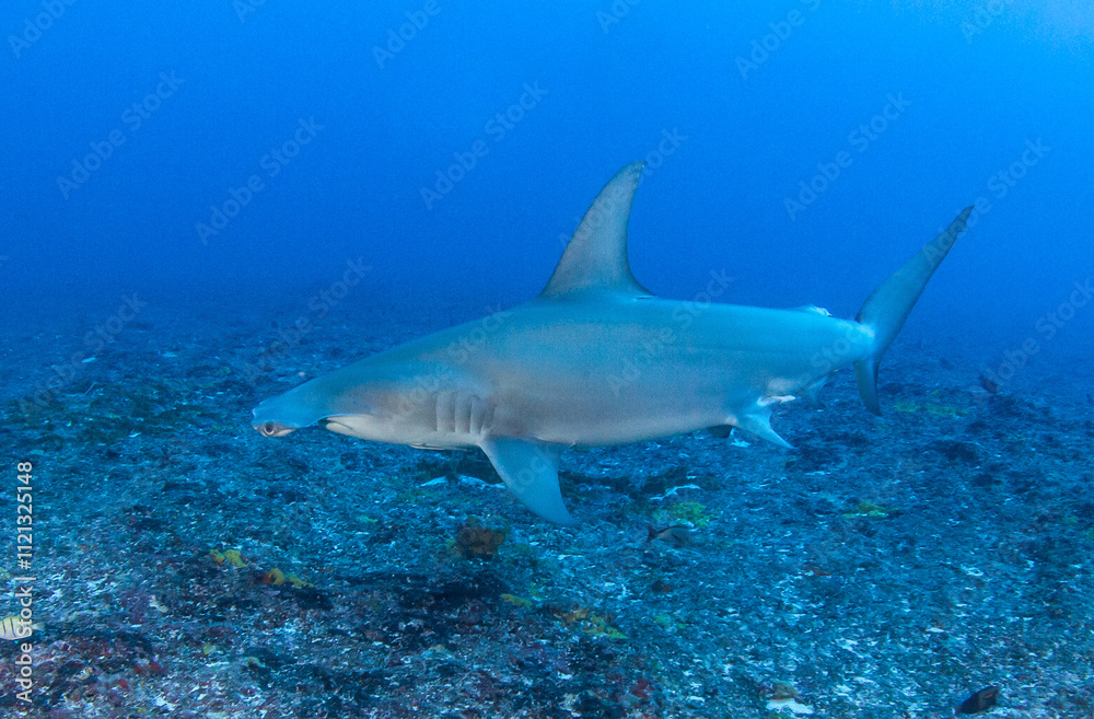 Obraz premium Hammerhead shark, French Polynesia