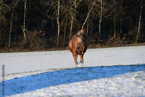 Pure Lebensfreude. Palomino galoppiert über schneebedeckte Wiese in der Wintersonne photo