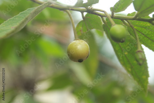 Muntingia calabura photo