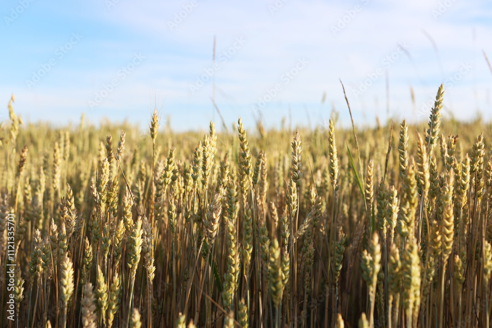 Ripening of ears of wheat. Cultivation of wheat. Ripening of ears of wheat. Cultivation of wheat.