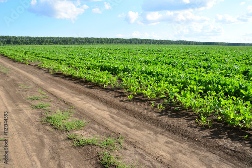 a field of green crops of sugar beet growing on it with a road in the foreground photo