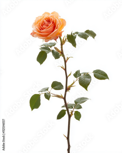 Single peach rose with stem and leaves 