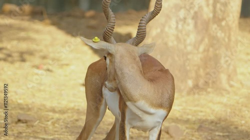 impala antelope in park