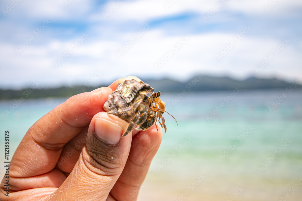 The hermit crab is an animal that represents the abundance of nature. The hermit crab is an animal that represents the abundance of nature.