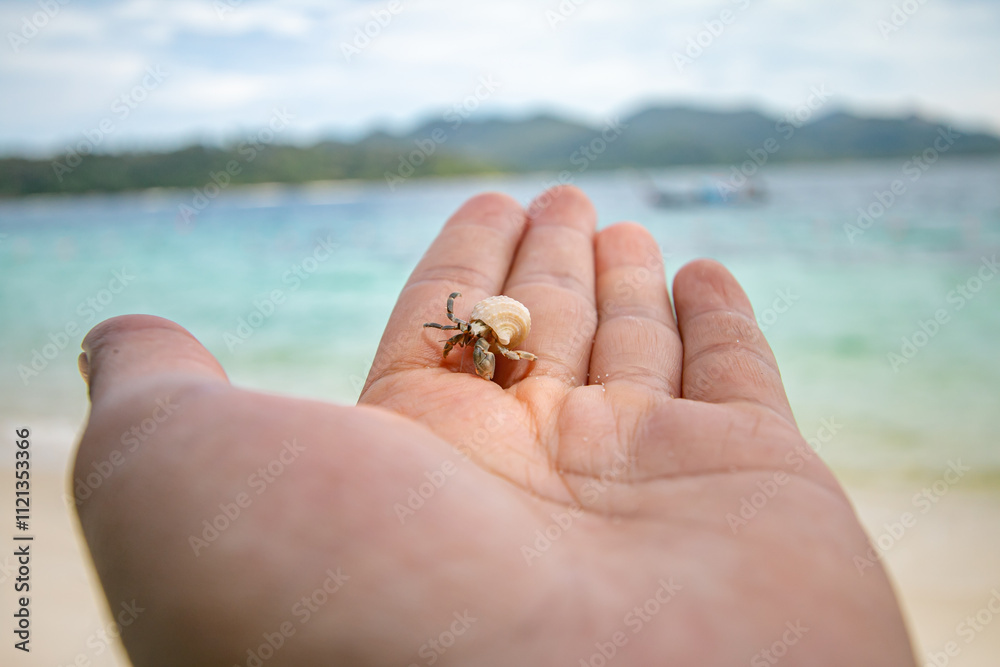 The hermit crab is an animal that represents the abundance of nature. The hermit crab is an animal that represents the abundance of nature.