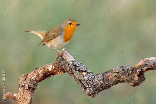 European robin in the early morning light in a Eurosiberian beech and oak forest on a cold January day photo