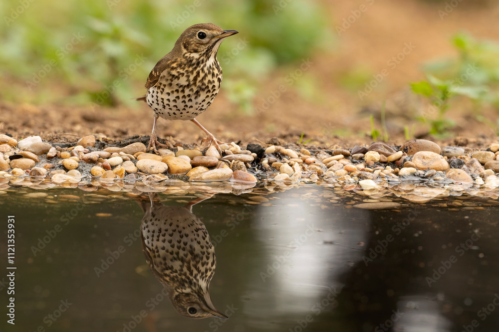 Song thrush in a Mediterranean forest with the last light of day