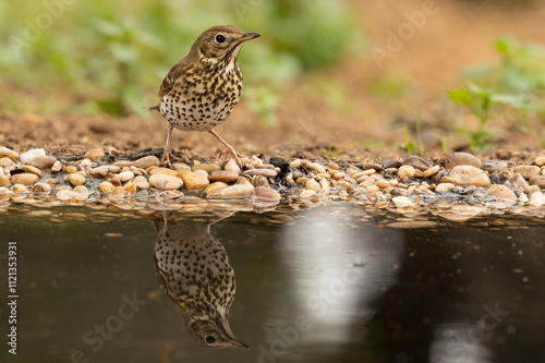 Song thrush in a Mediterranean forest with the last light of day photo