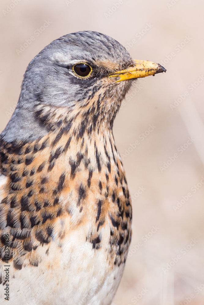 Fototapeta premium Portrait of a fieldfare (Turdus pilaris)