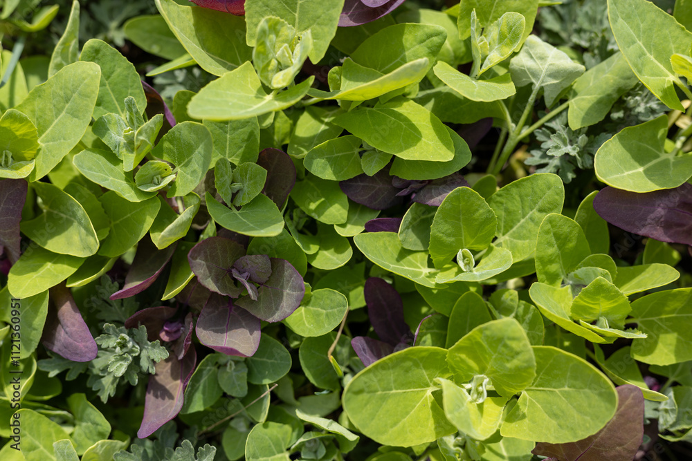 Magenta spreen ground cover growing in sunlight