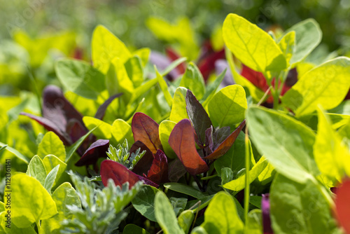 Magenta spreen growing among golden spinach in vegetable garden photo