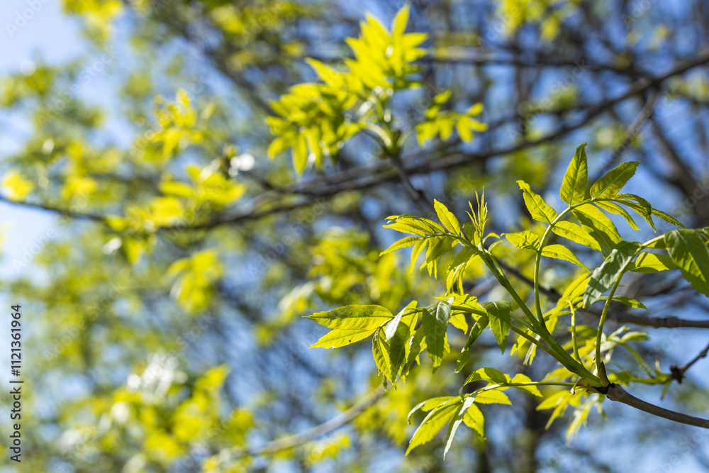 Fresh green leaves growing on a tree branch in spring
