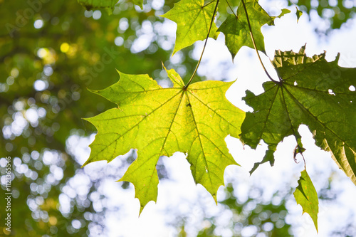 maple leaves in the sun