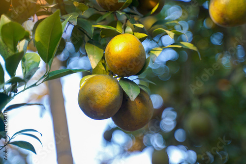 Bild auf Leinwand organic orange garden Plant, which are high in vitamin C
