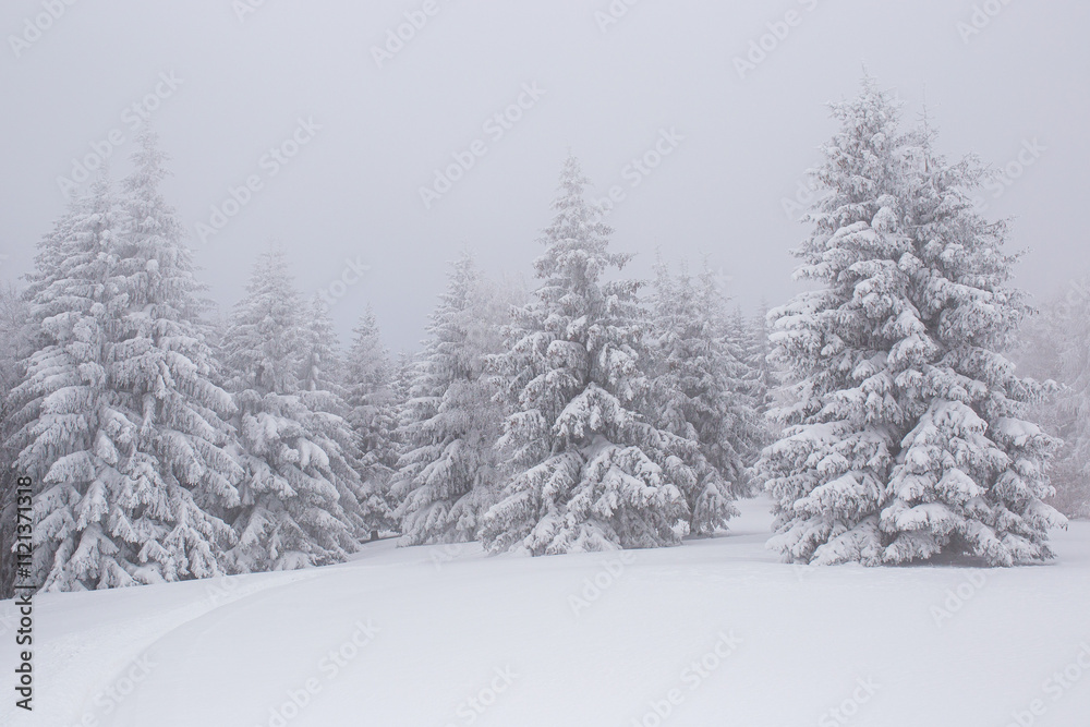 Fototapeta premium Foggy, winter day in the forest