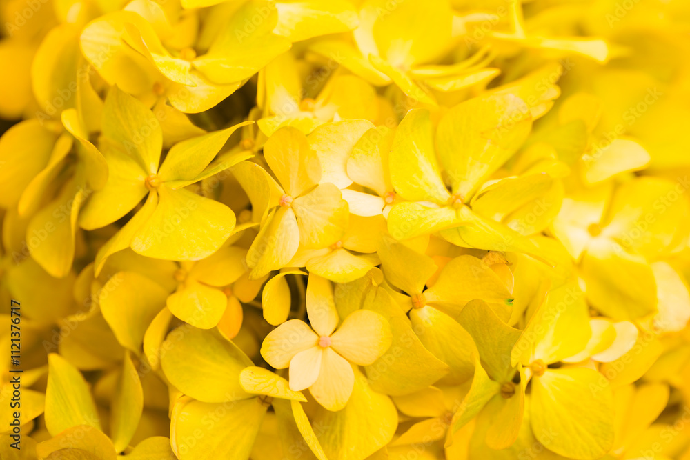 Yellow flowers close-up. Bouquet of colorful flowers. City flower beds, a beautiful and well-kept garden with flowering shrubs. Yellow flowers close-up. Bouquet of colorful flowers. City flower beds, a beautiful and well-kept garden with flowering shrubs.
