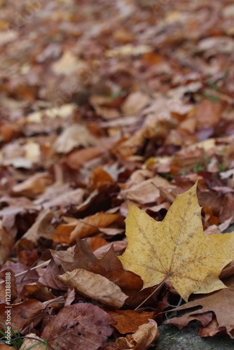 An autumnal scene in a park, of autumn leaves and trees