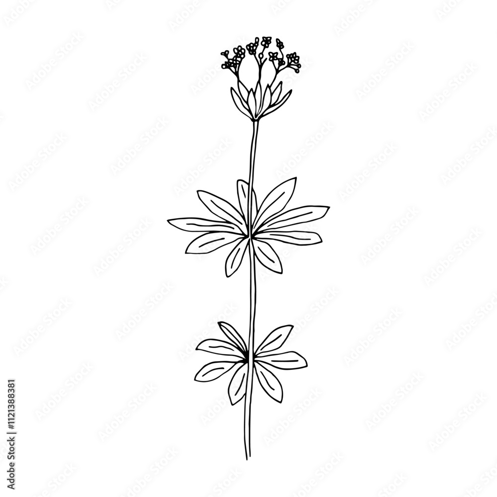 Minimalistic drawing of a plant, floral linear drawing by hand. Decorative botanical elements, modern drawing in the form of botanical lines, floral tattoo design. Vector isolated illustration Minimalistic drawing of a plant, floral linear drawing by hand. Decorative botanical elements, modern drawing in the form of botanical lines, floral tattoo design. Vector isolated illustration