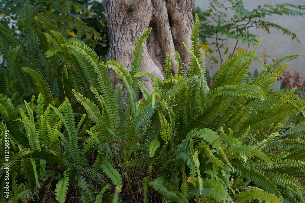 Nephrolepis cordifolia in Botanic gardens. Green fern leaves. Beautiful fern leaves texture. Nephrolepis cordifolia in Botanic gardens. Green fern leaves. Beautiful fern leaves texture.