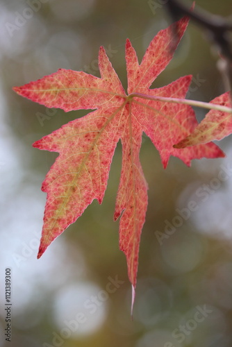 An autumnal scene in a park, close up photograph of red Japanese maple leaves