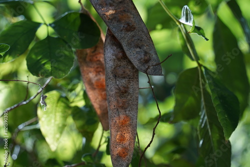 Pods from the Albizia lebbeck tree is brown and long with seeds inside hanging on the branch.