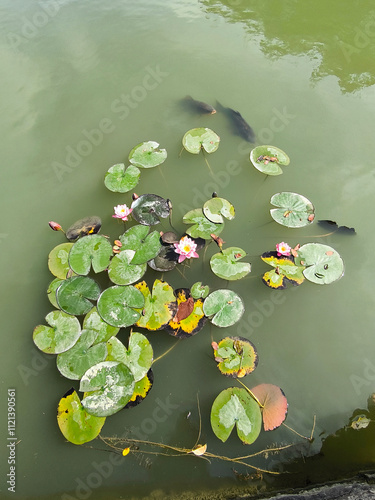 Obraz na płótnie Water lilies w salonie
