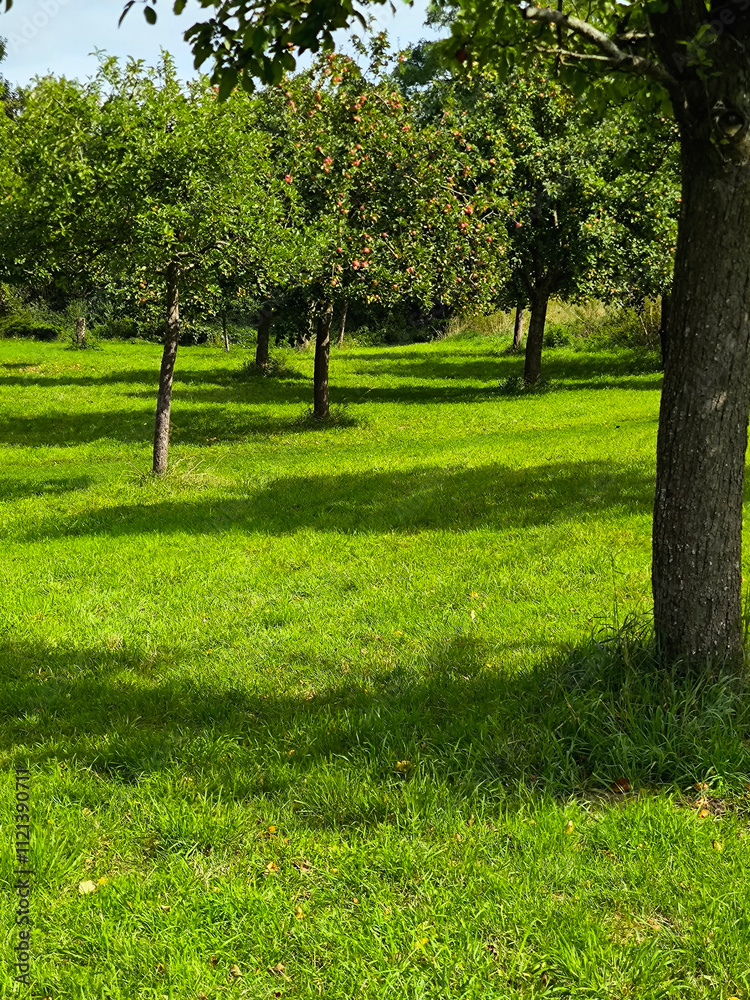 Trees in nature