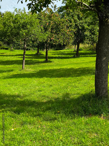 Obraz na płótnie Trees in nature w salonie