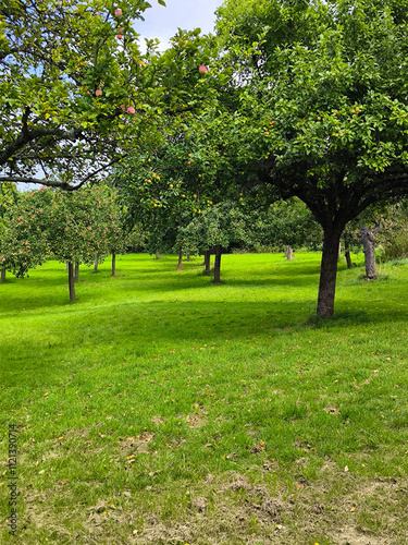 Obraz na płótnie Trees in nature w salonie