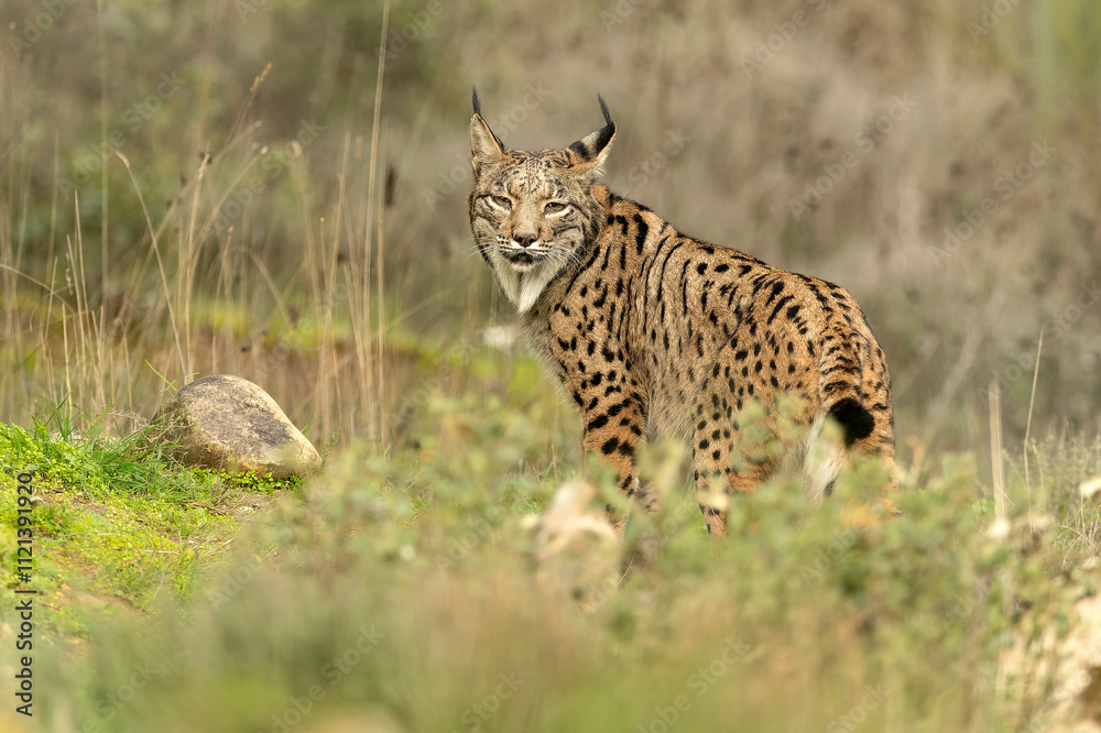 Adult female Iberian Lynx in a Mediterranean forest at the first light of a cold late autumn day Adult female Iberian Lynx in a Mediterranean forest at the first light of a cold late autumn day