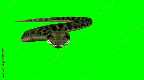 An Anaconda snake seen close up, slides and slithers towards the camera, in the second scene the snake  is shown circling and moving in a quicker more aggressive manner.