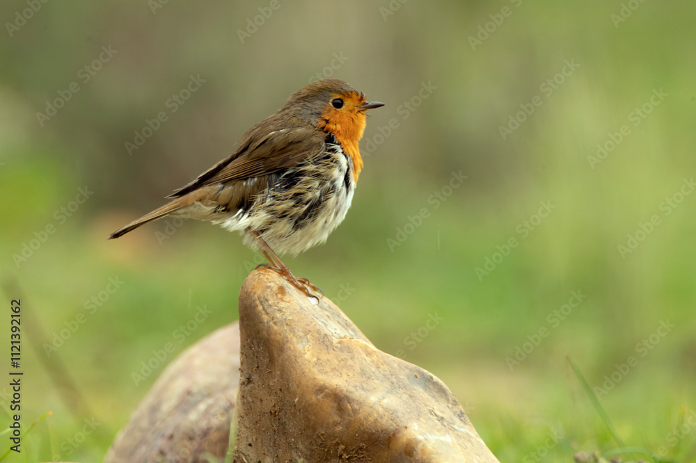 Fototapeta premium European robin in a Mediterranean forest of oaks and pines with the last light of an early winter day