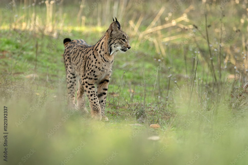 Fototapeta premium Young female Iberian Lynx in a Mediterranean oak forest with the last light of an early winter day