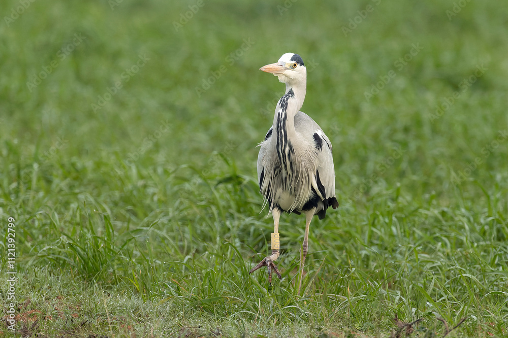 Obraz premium Grey heron in the first light of a late autumn day in a wetland area
