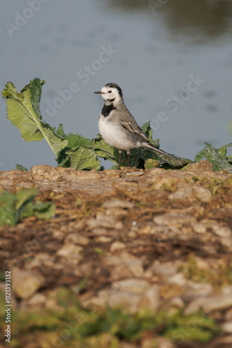 Lavandera blanca Motacilla posada en el suelo de orilla del pantano de Beniarres, España	