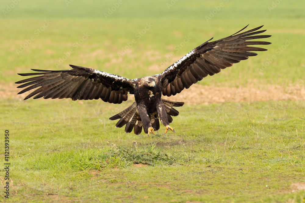 Obraz premium Adult Spanish Imperial Eagle in flight in a Mediterranean meadow at the first light of a sunny day in late autumn