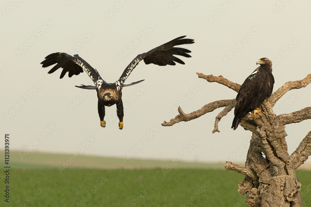 Obraz premium Adult male and female Spanish Imperial Eagle in a Mediterranean meadow at first light of sunrise