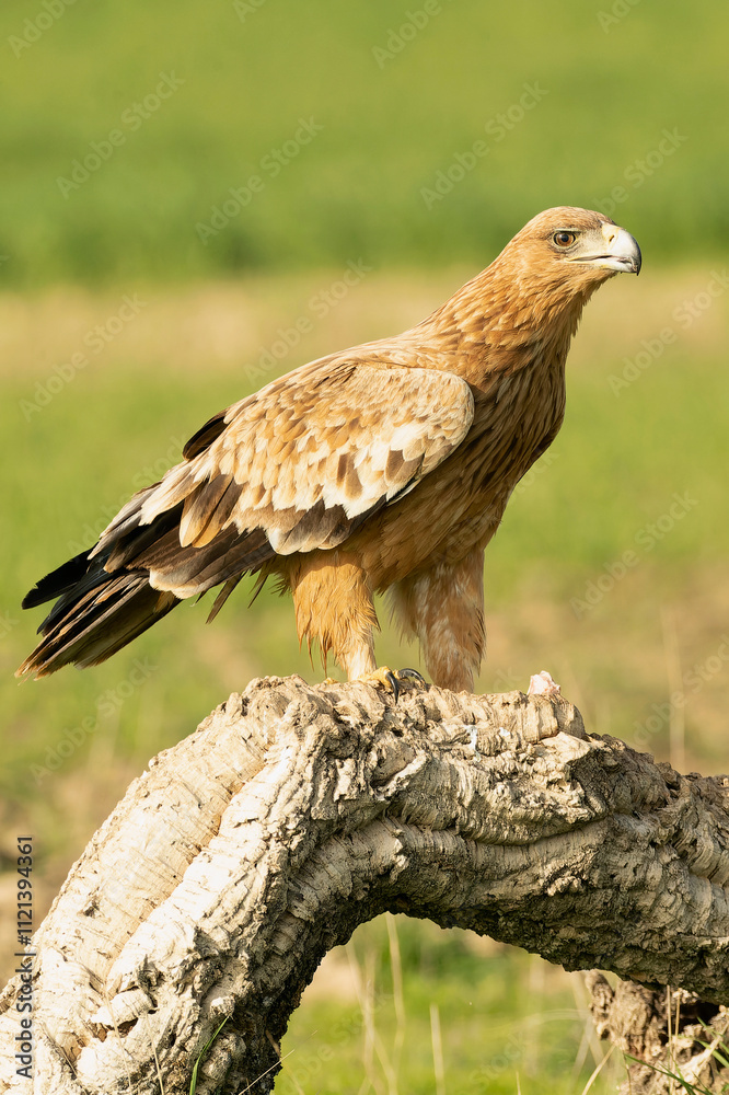 Fototapeta premium Two-year-old female Spanish Imperial Eagle in a Mediterranean pasture with the first light of sunrise