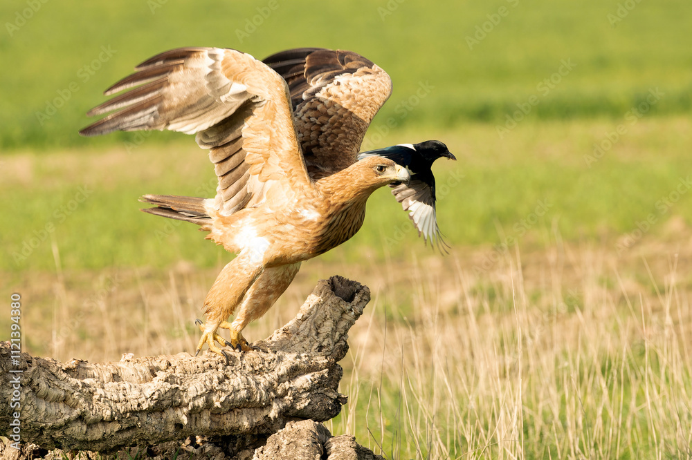 Fototapeta premium Two-year-old female Spanish Imperial Eagle in a Mediterranean pasture with the first light of sunrise