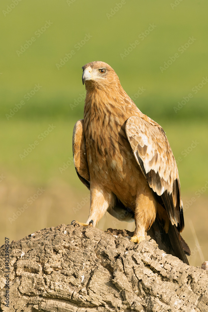 Fototapeta premium Two-year-old female Spanish Imperial Eagle in a Mediterranean pasture with the first light of sunrise