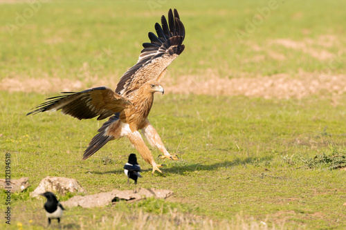 Two-year-old female Spanish Imperial Eagle in a Mediterranean pasture with the first light of sunrise photo