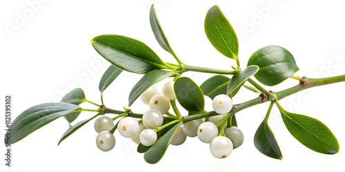 Wallpaper Mural PNG transparent	 Mistletoe branch with white berries and green leaves captured in a close-up view Torontodigital.ca