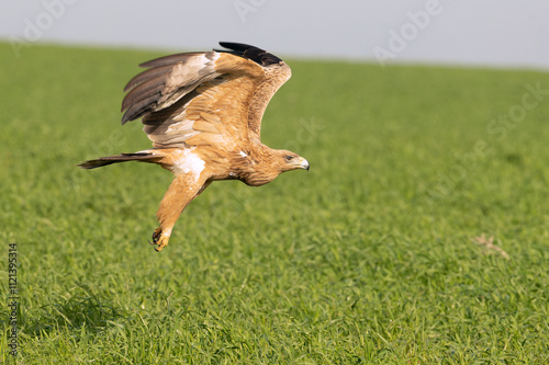 Two-year-old Spanish Imperial Eagle flying in a steppe area in central Spain at first light on a late autumn day