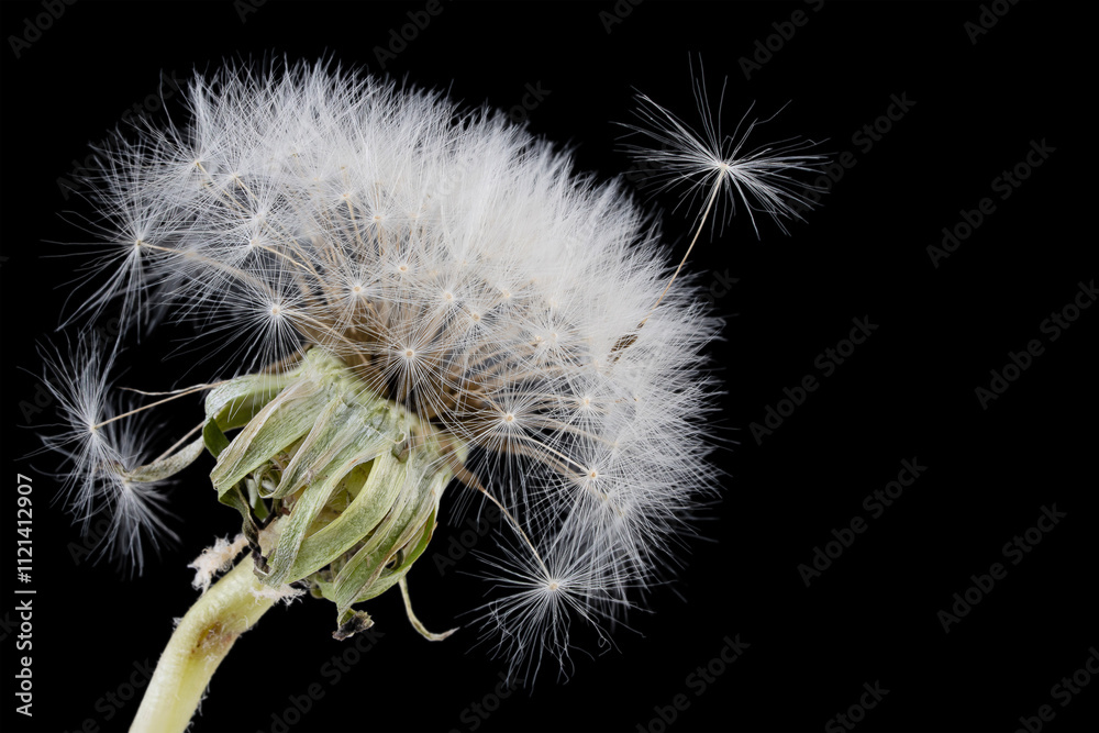 Fototapeta premium Fluffy white blooming dandelion with black background and place for text macro