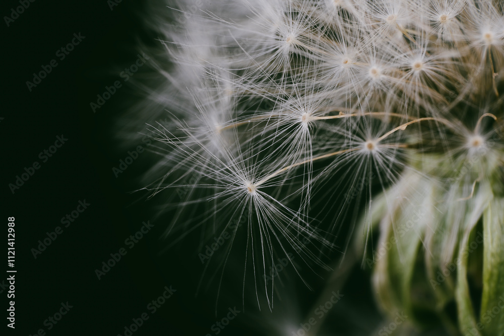 Fototapeta premium Fluffy white blooming dandelion with black background in green filter macro