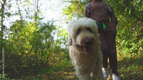 Closeup of a golden doodle walking in a park in autumn with owner in slow motiion photo