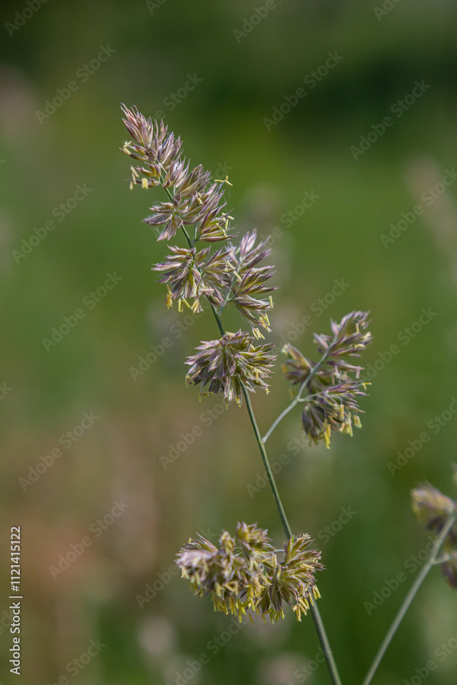 Plant Dactylis against green grass. In the meadow blooms valuable fodder grass Dactylis glomerata.Dactylis glomerata, also known as cock's foot, orchard grass, or cat grass Plant Dactylis against green grass. In the meadow blooms valuable fodder grass Dactylis glomerata.Dactylis glomerata, also known as cock's foot, orchard grass, or cat grass