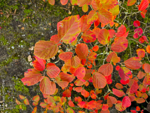 Autumn leavels background. Orange, yellow and red-purple leaves. Fothergilla photo